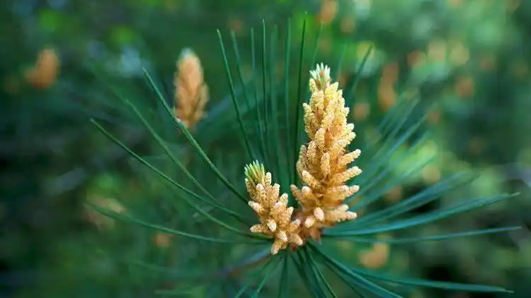 松子年轻的样子