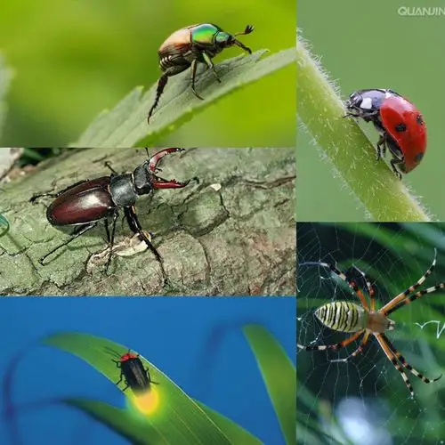 昆虫是世界上数量最多的动物,孩子们都可能接触到各种各样的昆虫.