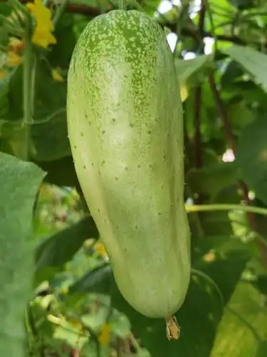 黄瓜蜗牛花园农场放心菜黄瓜自然农法种植