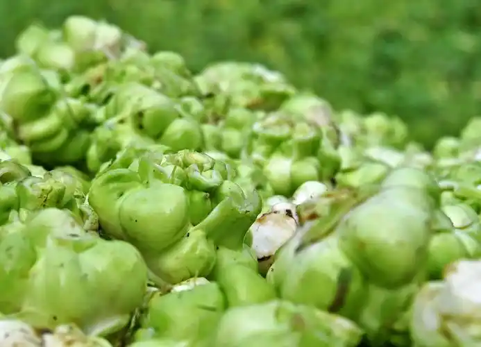 翠绿的青菜头,诱人的色彩.(摄:黄河)