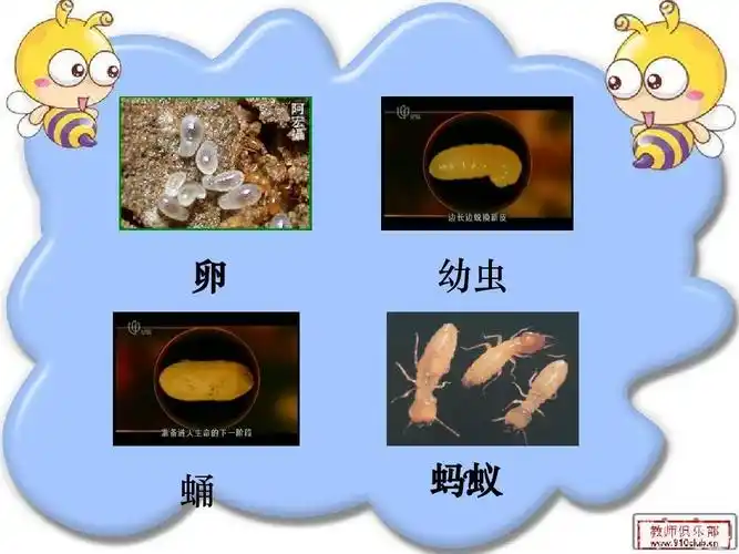 卵 幼虫 蛹 蚂蚁 ?