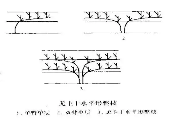 葡萄长得又大又圆惹人爱原来秘诀的关键在葡萄树形上