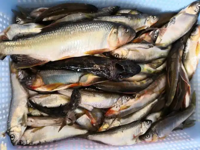 spinner,spoon三种,当然野生环境下鱼类食性较广其他拟饵也不是完全不