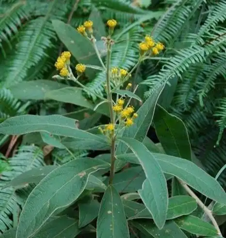 南方农村人们叫"羊耳菊"的是一种怎样的植物|菊科|茸毛|灌木_网易订阅