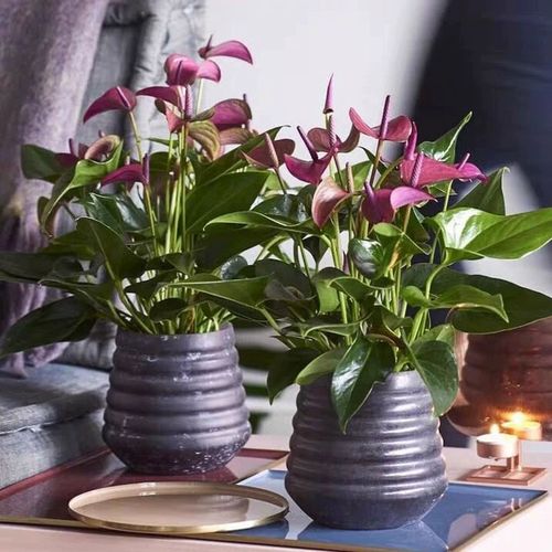 包邮红掌阳台齐祖室内好养紫掌香妃绿植盆栽花卉带花粉掌彩掌耐活