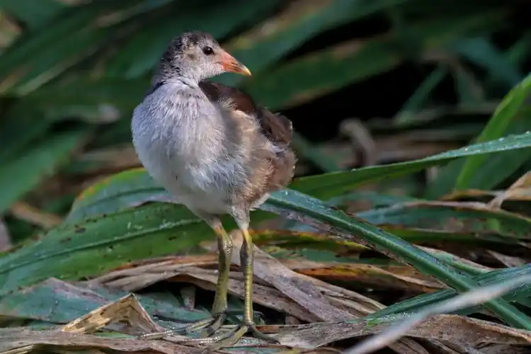黑水鸡幼鸟 - 洞庭银杏 - 图虫