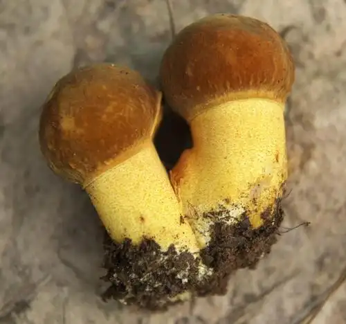 云南野生菌最鲜美的体验brickwood与日料的结合