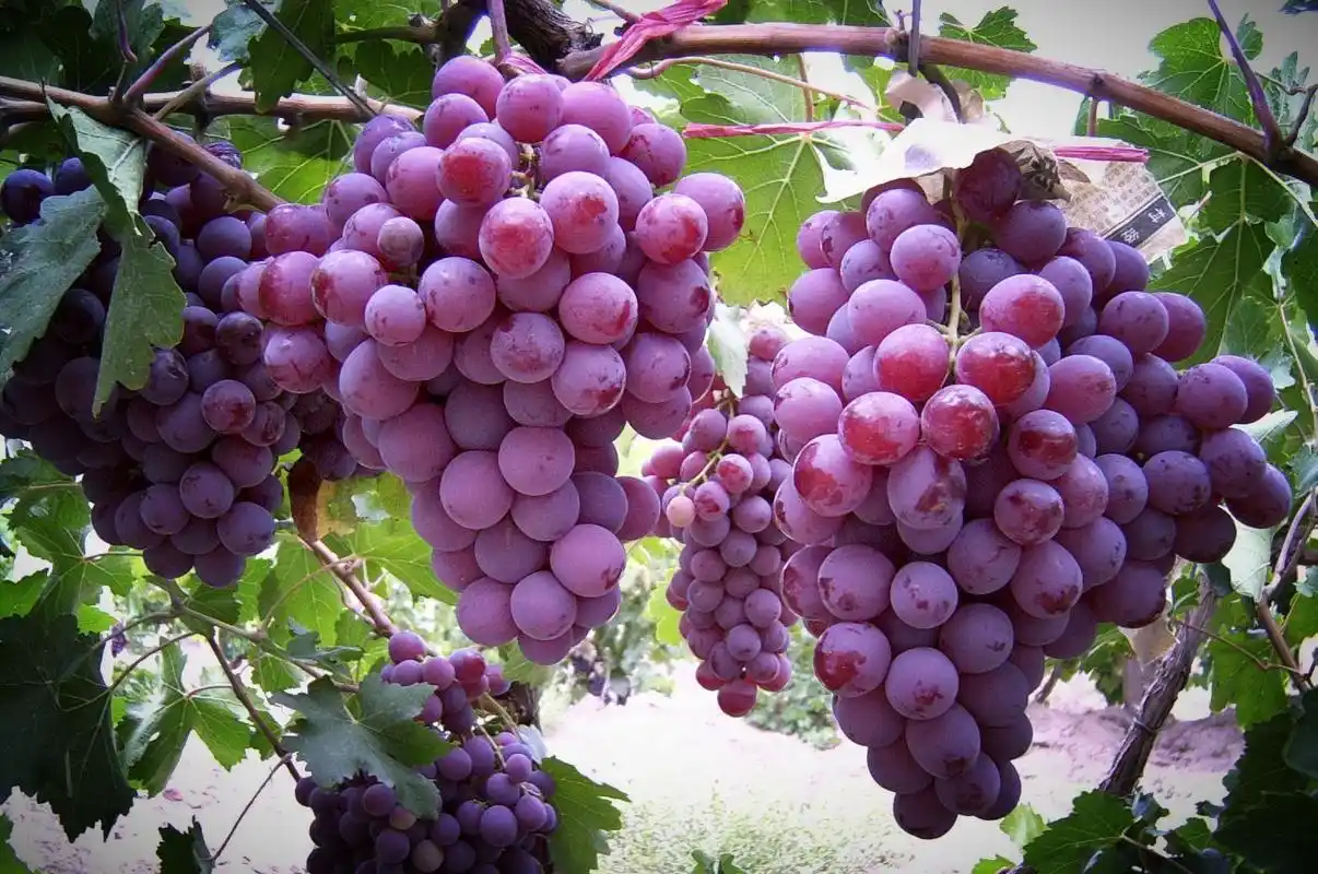 果农爱在葡萄树下埋一块猪肉老农说葡萄爱吃肉吃肉的葡萄好吃