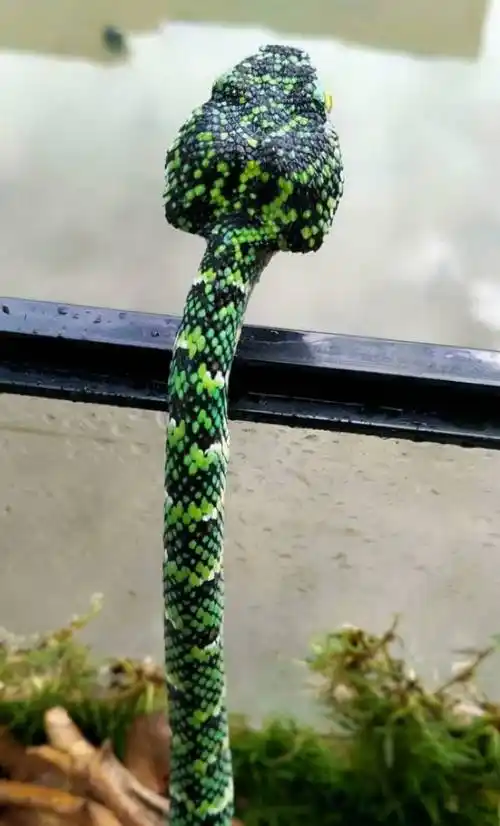 原创莽山烙铁头毒性极强为何却频频被盗咬人后是保护还是打死它