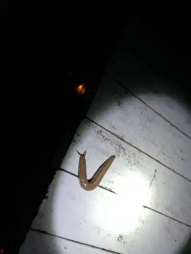 35 分钟前   最佳答案 蛞蝓 俗称:鼻涕虫 是一种软体动物,与部分蜗牛