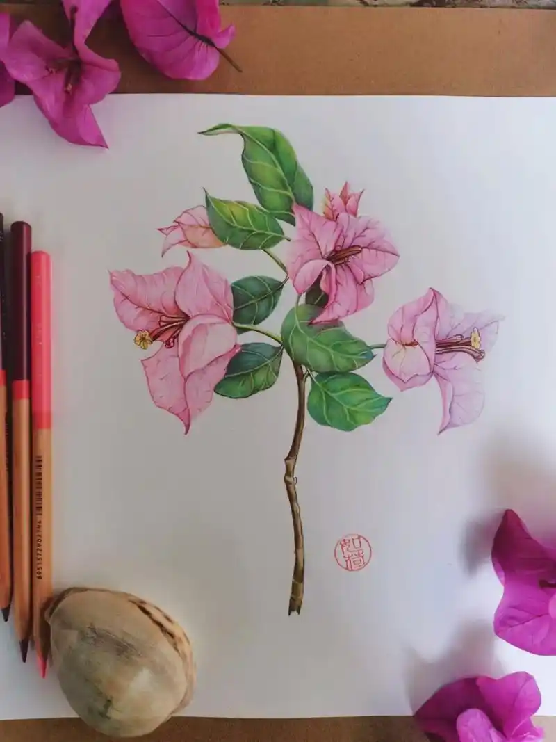 手绘叶子花三角梅