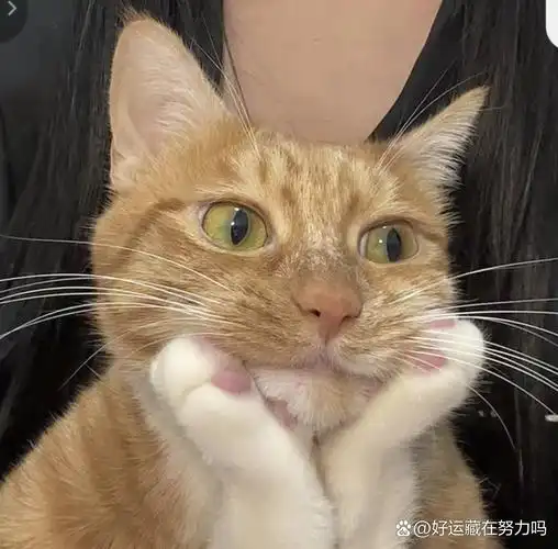 谁能拒绝一只会托腮的小猫咪呢?