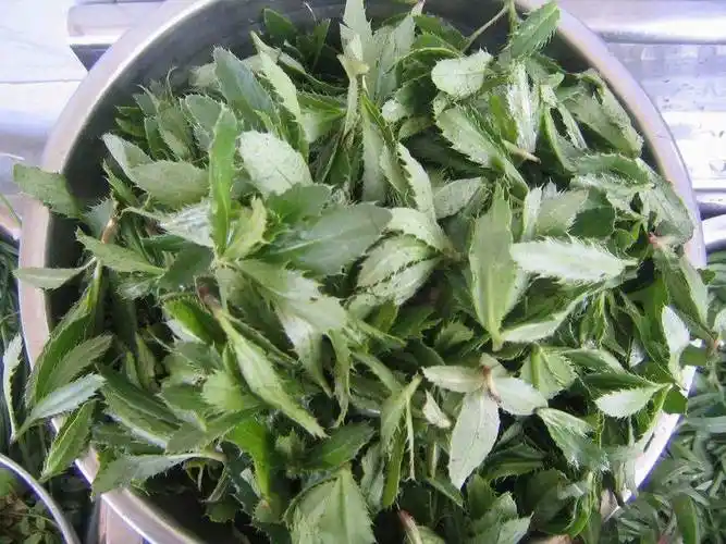 4种野草可做"青团",清明节前记得去采挖,比艾草还好吃_苎麻_原料_麦草