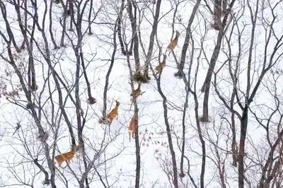 黑龙江友谊野生狍子雪地撒欢