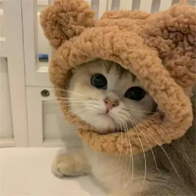 萌宠可爱的猫咪狗狗图片大全 很萌很治愈的猫咪小狗微信头像_动物头像