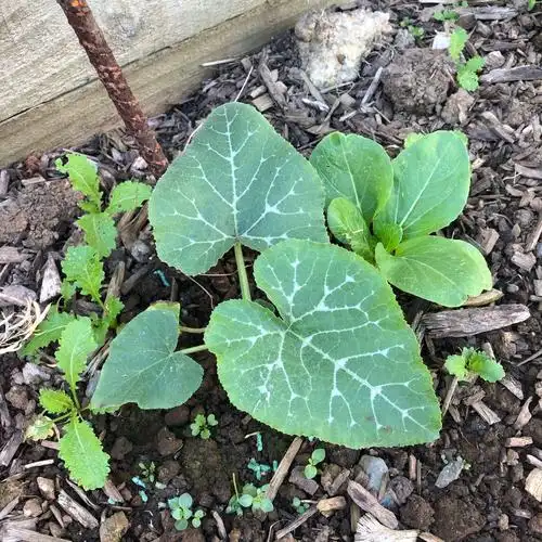 我的瓜果园 - 美篇