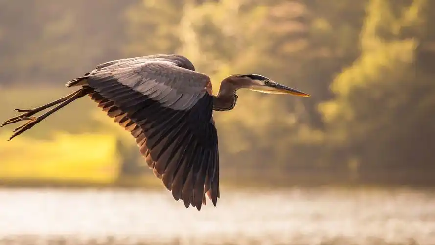苍鹭飞翔,翅膀 壁纸