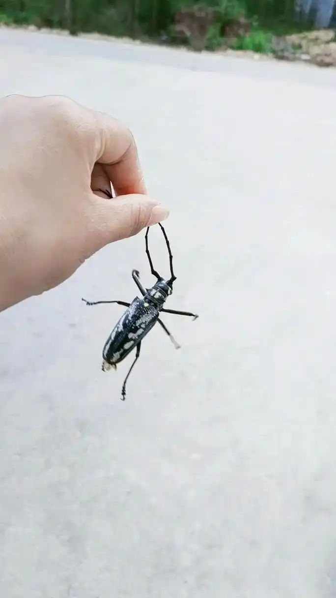 儿时的回忆,,老水牛.野枸杞,香短短,这是安徽蚌埠的叫法,不 - 抖音