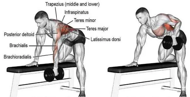 单臂哑铃划船动作图解