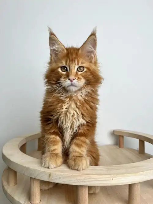 缅因猫红虎弟弟找新家