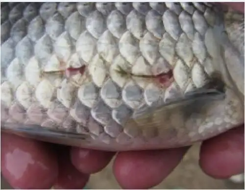 市水产站发布《锚头蚤病防控技术要点》