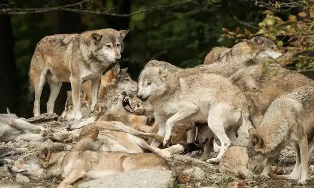 四人小队去无人区寻矿,遭遇狼群围攻,一桶汽油成逃命关键_网易订阅