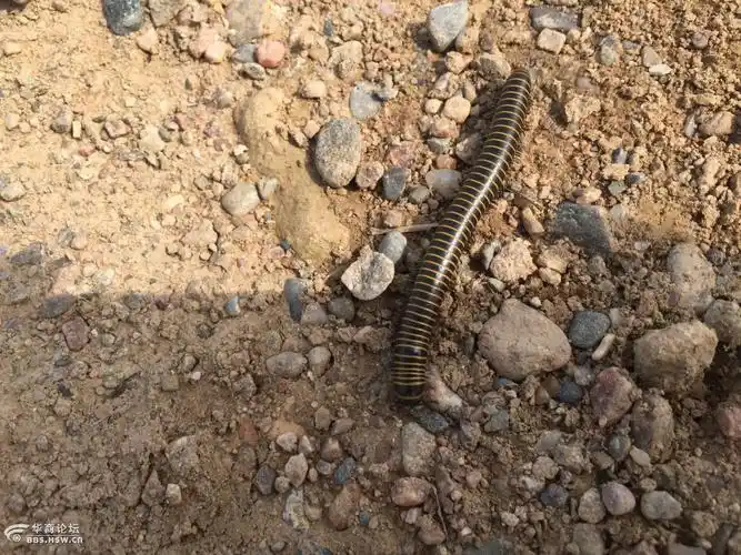 都来猜猜这是什么虫虫说学名