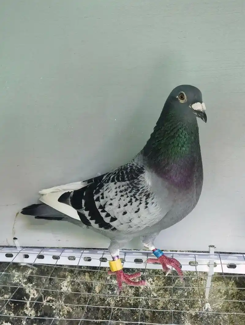 2021年精品550公里归巢鸽.精品550公里归巢鸽 江苏沭 - 抖音