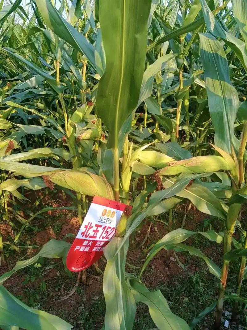 心系三农服务三农 ,红杆红壳,北玉1521,矮杆大棒玉米种 - 抖音