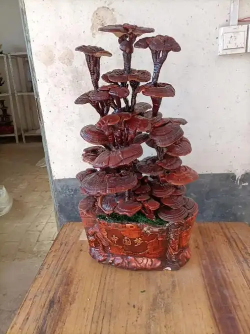 灵芝盆景俺家做滴