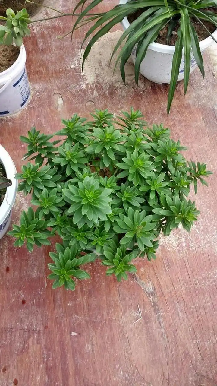 养花那点事# 我家养了一盆云南白药草,己经有7年了,云南白药草他驳