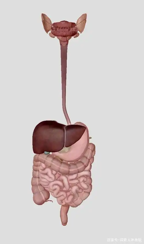 消化管由口,咽,食管,胃,小肠,大肠. 消化腺:肝,胰腺,唾液腺