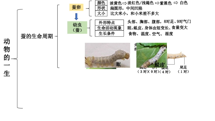 教科版科学三下第二单元动物的一生单元思维导图课件8张ppt