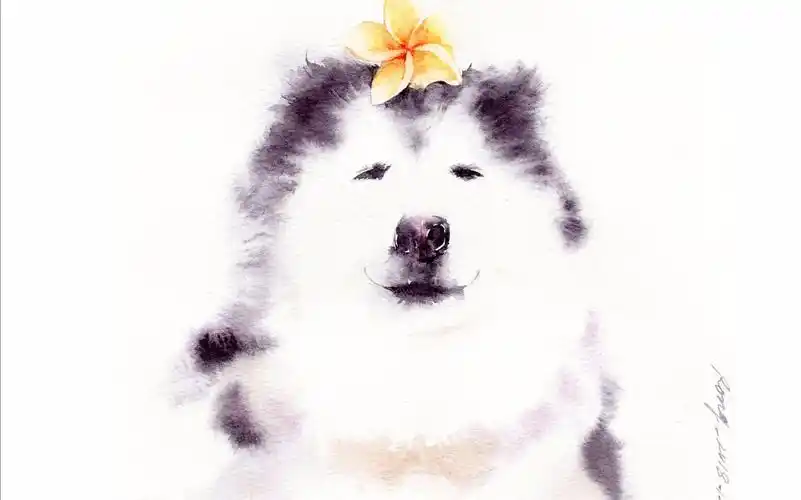 水彩过程——画水墨哈士奇【rong分享绘】_哔哩哔哩 (゜-゜)つロ 干杯