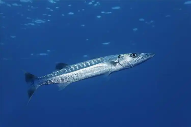 梭鱼,深海,礁石,红海,埃及,非洲_高清图片_全景视觉