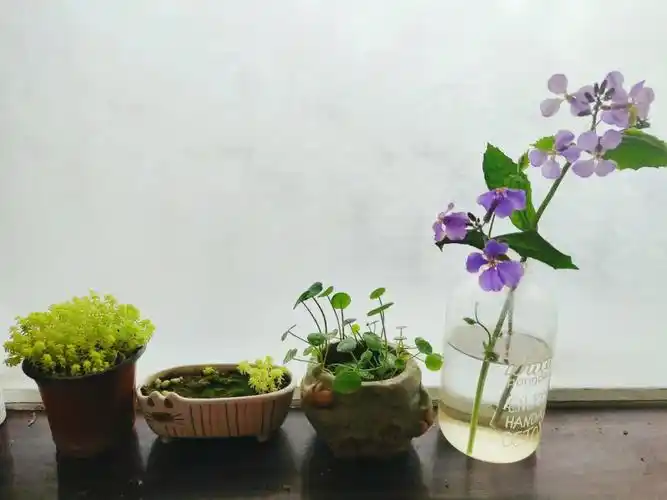 二月兰也好适合瓶插