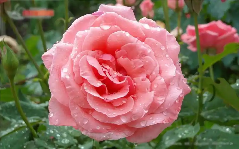 繁花似锦粉色月季花图片