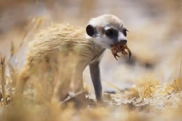 这个狐獴家族的兴起,堪称动物界的《闯关东》(上)