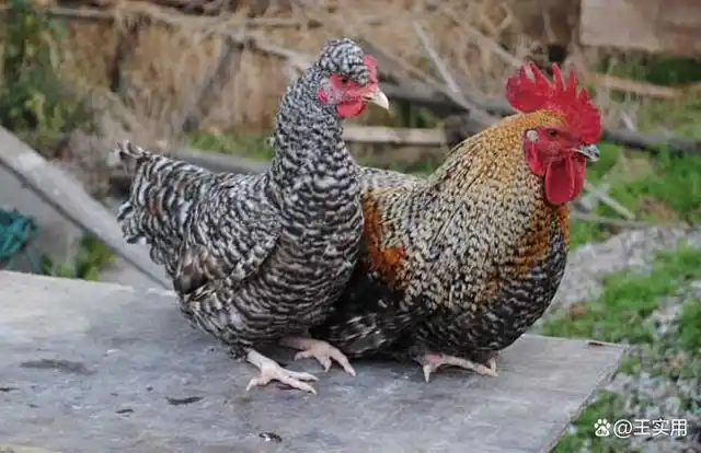 你认识中国本地鸡哪几种呢?