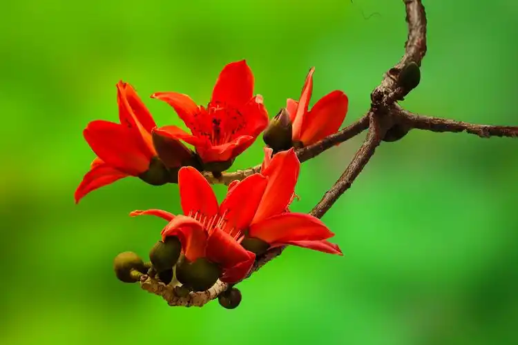 木棉花开(丝露花语2o21年拍摄)