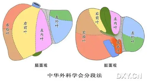 普通外科讨论版 肝胆胰脾/腔镜/介入 帖子详情 肝脏的分叶.jpg (42.