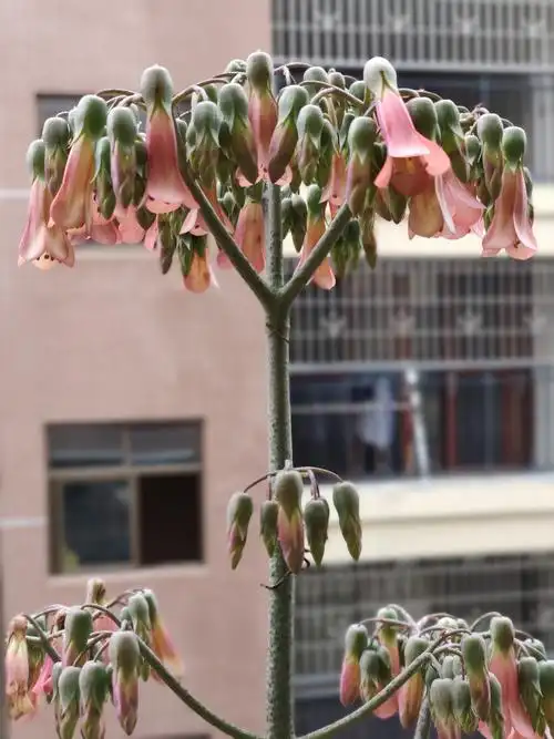 窗台上长的落地生根花