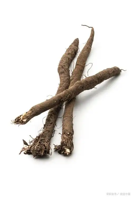 认识中国的植物之四十九——南沙参