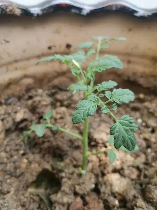 购买了番茄小苗