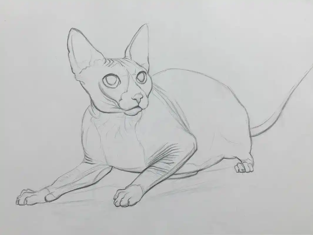 画一只肥肥的猫#素描 #绘画过程 #素描教学 #一起学画画 - 抖音