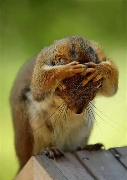 太可乐,松鼠也是表情帝