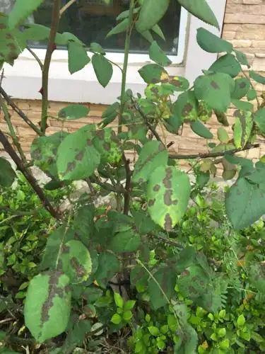 月季花叶子这样是什么问题?