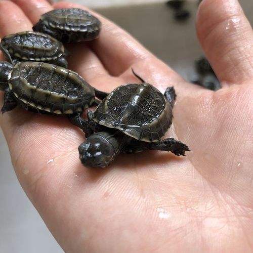 中华草龟苗湖北大头草小乌龟小草龟金线草龟观赏宠物龟龟活体