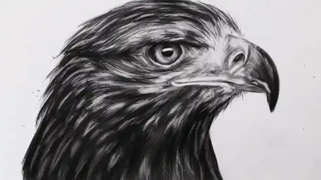 用铅笔素描老鹰的头,这眼睛画的好犀利啊