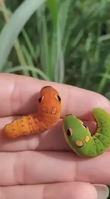 银月豹凤蝶的幼虫居然长这样!好漂亮啊!